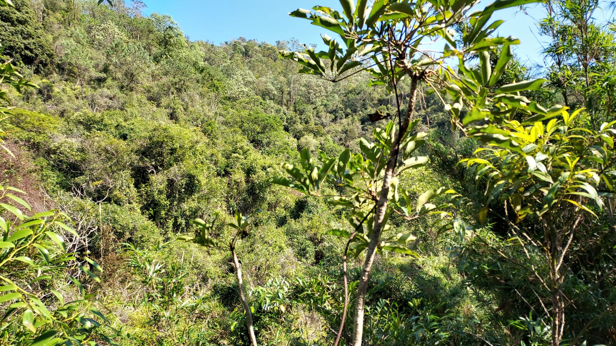 Tai Tong Gumwood tree